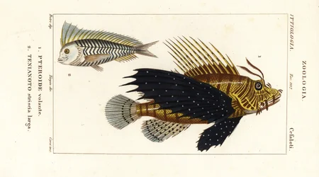Red lionfish, Pterois volitans, and blue blanquillo, Taenianotus latovittatus