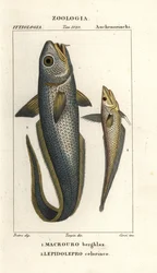 Roughhead grenadier or onion-eye grenadier, Macrourus berglax and hollowsnout grenadier, Coelorinchus caelorhincus