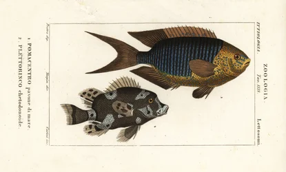 Sapphire damsel, Pomacentrus pavo, and harlequin sweetlips, Plectorhinchus chaetodonoides