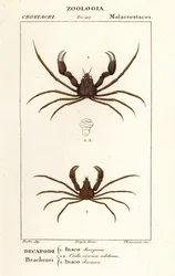 Scorpion spider crab and Leach