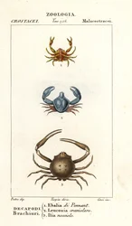 Species of crab