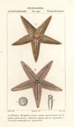 Starfish or sea star, Asterias rubens