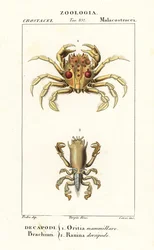 Tiger crab and frog crab