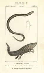 Two-toed amphiuma, Amphiuma means, and critically endangered axolotl or Mexican walking fish, Ambystoma mexicanum