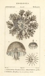 Upside-down jellyfish, Cassiopea frondosa, Melicertum species, and obelia polyp