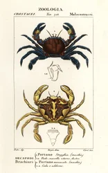 Velvet swimming crab and marbled swimming crab