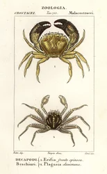 Warty crab and flat rock crab