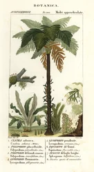 West Indian treefern, Cyathea arborea, vine fern, Microgramma piloselloides, graceful fern, Niphidium crassifolium, coarse tassel fern, Huperzia phlegmaria, staghorn clubmoss, Lycopodiella cernua, water horsetail