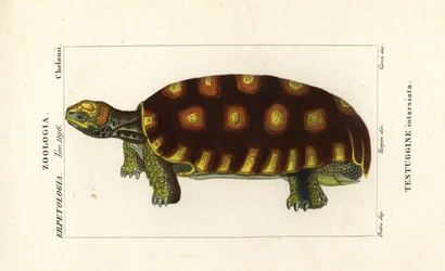 Yellow-footed tortoise or Brazilian giant tortoise