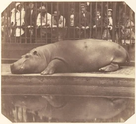 The Hippopotamus at the Zoological Gardens, Regent