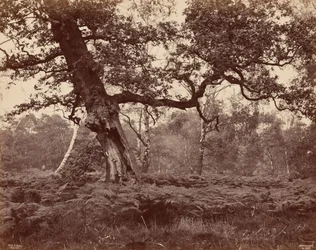 Tree Study, c. 1870