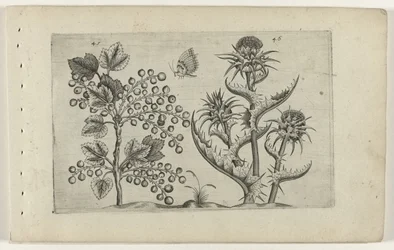 Currant and Milk Thistle
