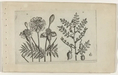 Marigold and Chickpea