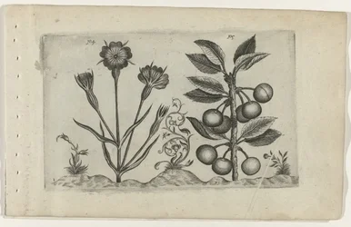 Corn Cockle and Sour Cherry