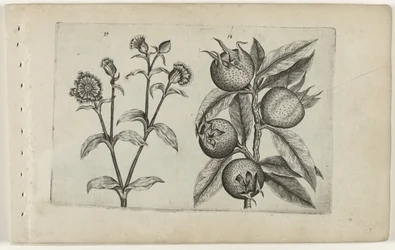 Ragged Robin and Medlar (Cognoscite Lilia)
