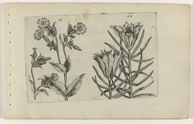 Day Cuckoo Flower and Rye Lily
