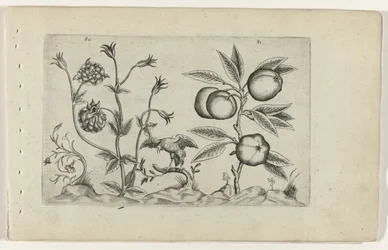 Double Columbine and Apple