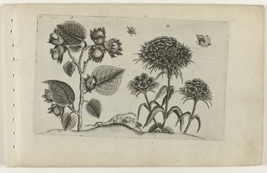 Hazel and Sweet William