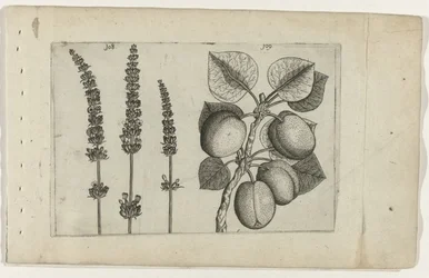 Lavender and Apricot, Cognoscite Lilia