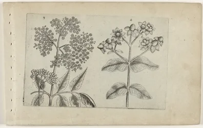 Lilac and Bloodroot (Cognoscite lilia series)