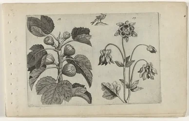 Fig Tree and Wild Columbine (series title: Cognoscite lilia)