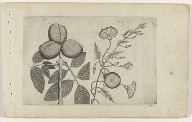 Walnut Tree and Bindweed (Cognoscite lilia)