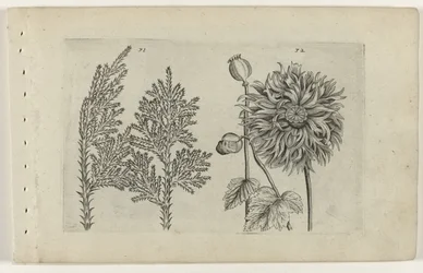 Seven-Tree and Poppy (Cognoscite lilia)