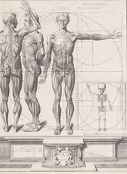 Plate for the Atlas Anatomico, Plate ca. 1680-94, printed 1740