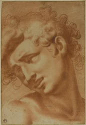 Head of a Youth