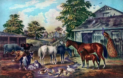 American Farm Yard in the Morning