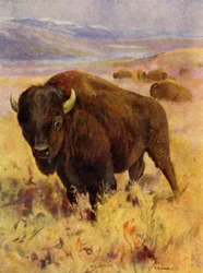 At the Zoo: Bison