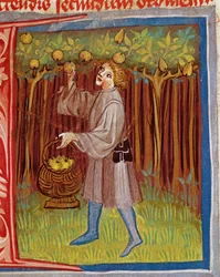 Picking Fruit, from Opus Ruralium Commodorum by Pietro Crescenzi