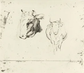 Study Sheet with a Cow