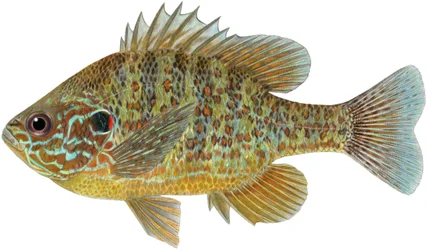 Pumpkinseed sunfish