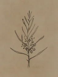 Blackwood Sapling