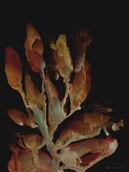 Night Plant