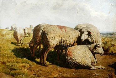 A Group of Sheep