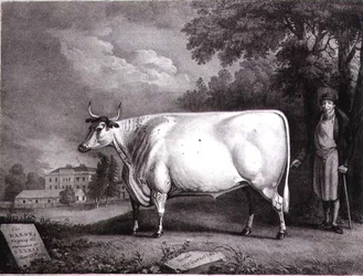 The Baron, a Prize Shorthorn (The Nannau White Cow) Engraved by Charles Joseph Hullamandel