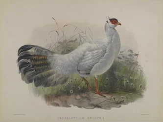 Crossoptilon Drouynii
