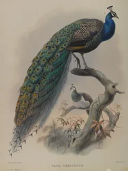 Common Pea Fowl