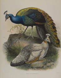 Pavo nigripennis - Black-shouldered Peafowl