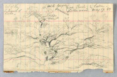 Pine Shrub by Lake, Lakewood