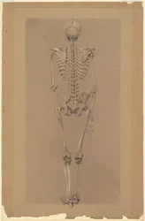 Rear View of a Skeleton