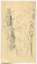 Sketch of Trees