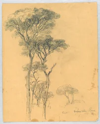 Study of Pines, Borghese Villa, Rome