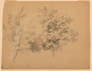 Study of Trees, Birch and Oak