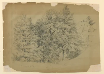 Study of Trees, North Conway, New Hampshire