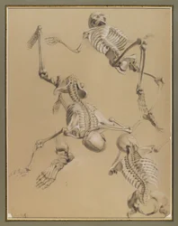 Study of skeletons, 1848