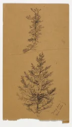 Young Pines