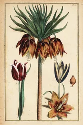 Crown imperial lily, Fritillaria imperialis, and tulips, Tulipa gesneriana